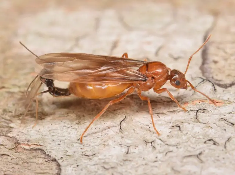 Ants in Massachusetts
