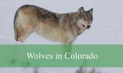 3 Types of Wolves in Colorado (With Pictures and Identification)
