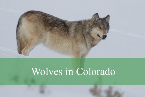Wolves in Colorado