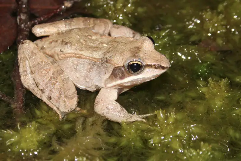 Frogs in Michigan