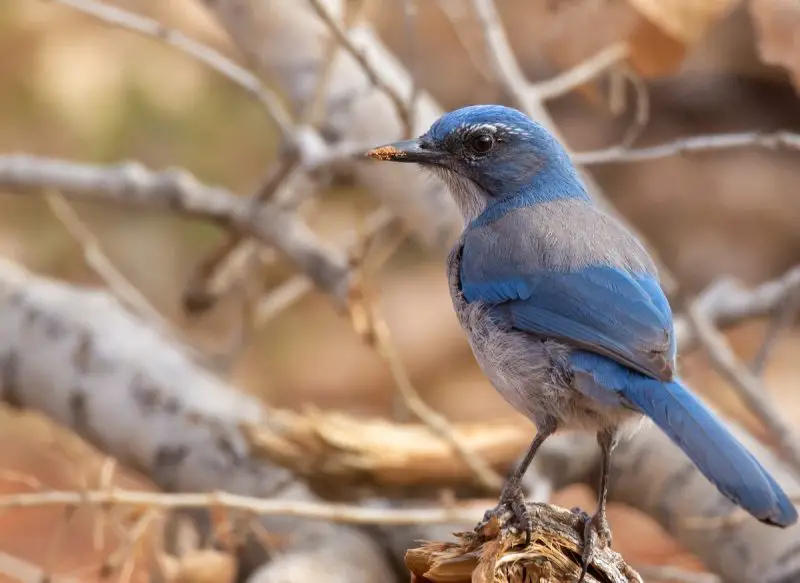 Jays in Utah