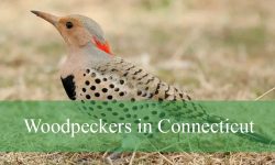 8 Types of Woodpeckers in Connecticut (Pictures and Identification)