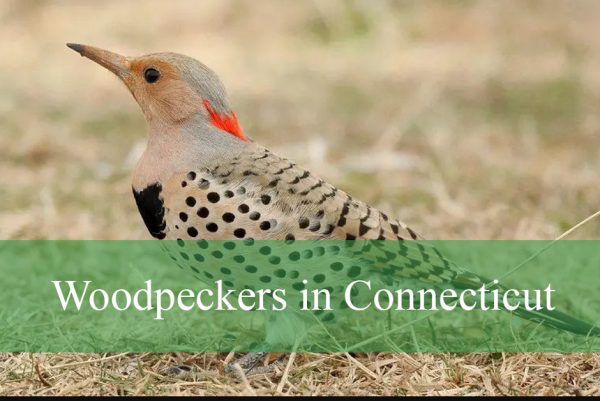 Woodpeckers in Connecticut