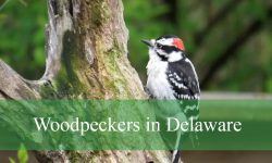7 Woodpeckers in Delaware (With Pictures and Identification)