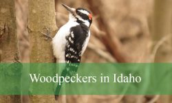 11 Species of Woodpeckers in Idaho (Pictures and Identification)