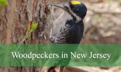 8 Woodpeckers in New Jersey (With Pictures and Identification)