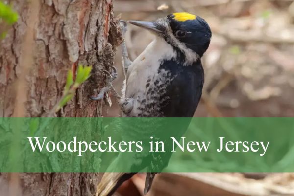 Woodpeckers in New Jersey
