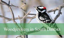 12 Woodpeckers in South Dakota (With Pictures and Identification)