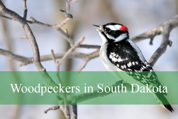 Woodpeckers in South Dakota