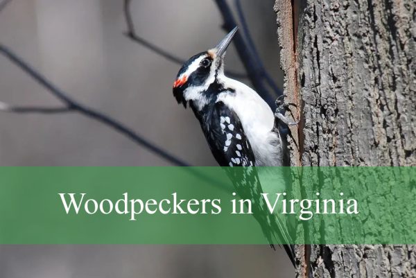 Woodpeckers in Virginia