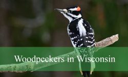 10 Types of Woodpeckers in Wisconsin (Pictures and Identification)