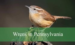 7 Wrens in Pennsylvania (With Pictures and Identification)