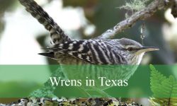 10 Types of Wrens in Texas (With Pictures and Identification)