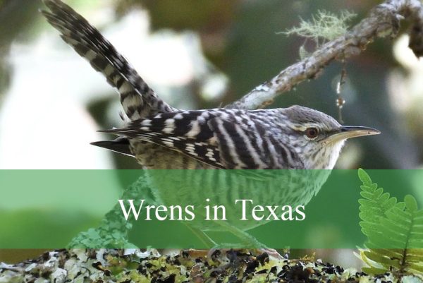 Wrens in Texas