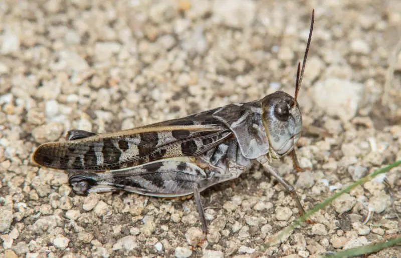 Grasshoppers in Texas