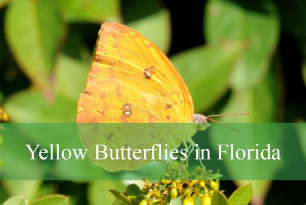 Yellow Butterflies in Florida