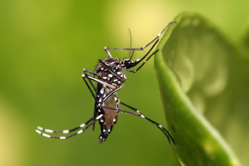 Mosquitoes in Arizona