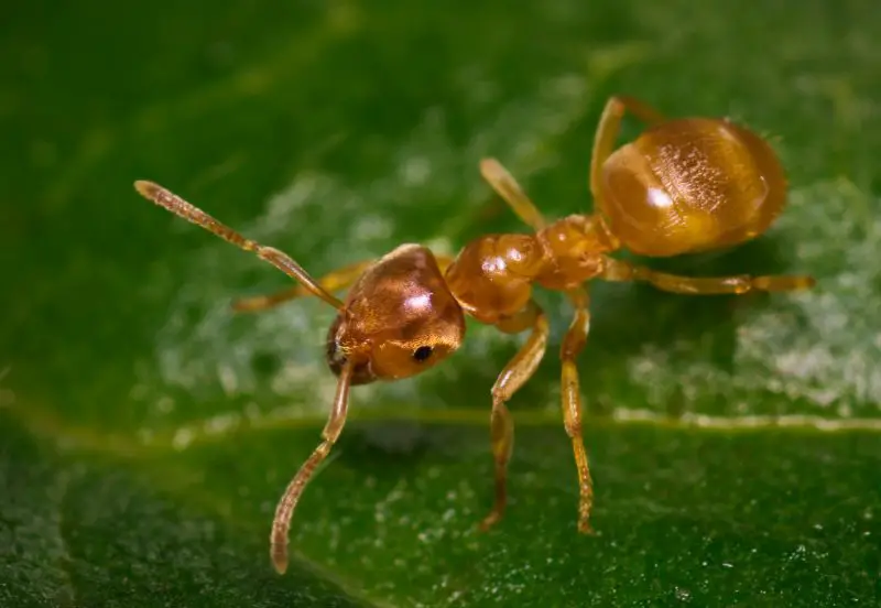 Biting Ants in Minnesota