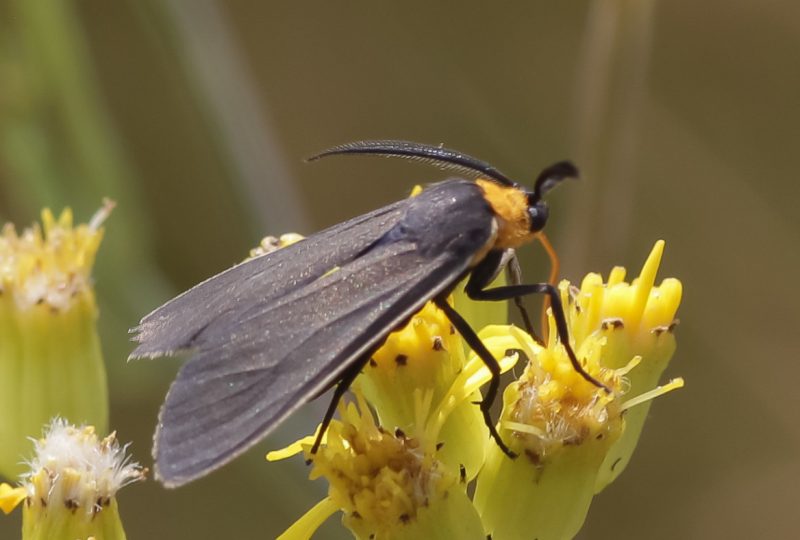 Moths in Colorado