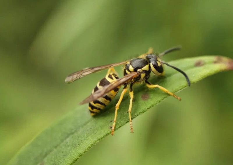 Stinging Insects Found in North Carolina