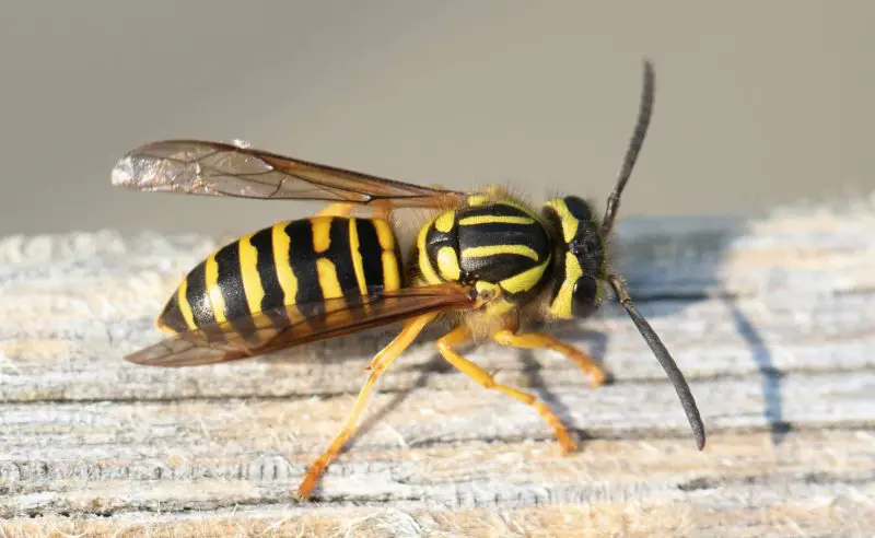 Stinging Insects in Florida