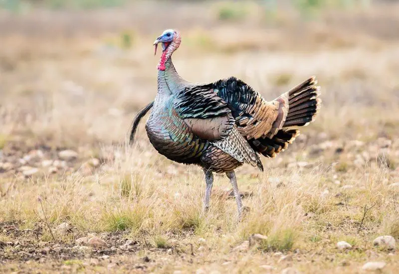 Discovering Wild Turkeys in Hawaii