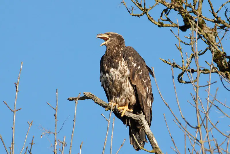 Eagles in Alabama