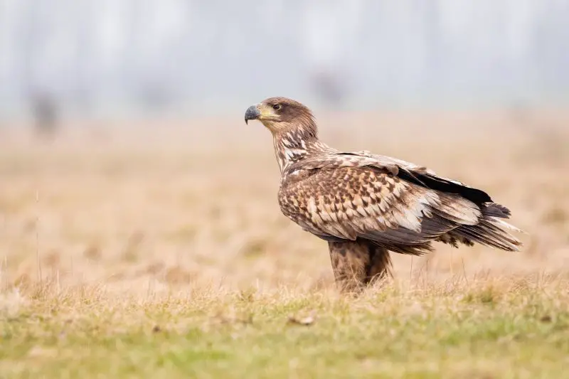 Eagles in Connecticut
