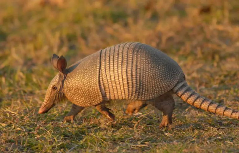 Armadillos in Florida