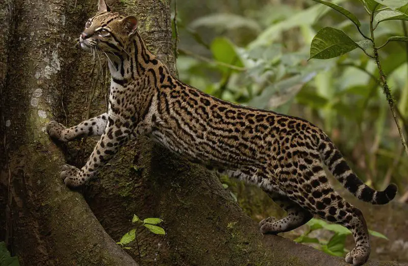 Ocelots in Texas