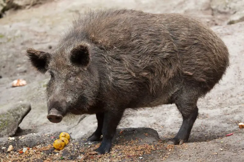 Feral Pigs in California