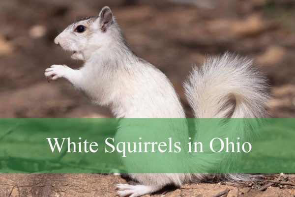 white squirrels in Ohio