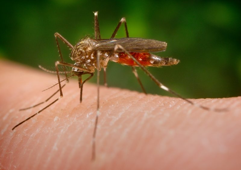 Mosquitoes in Hawaii