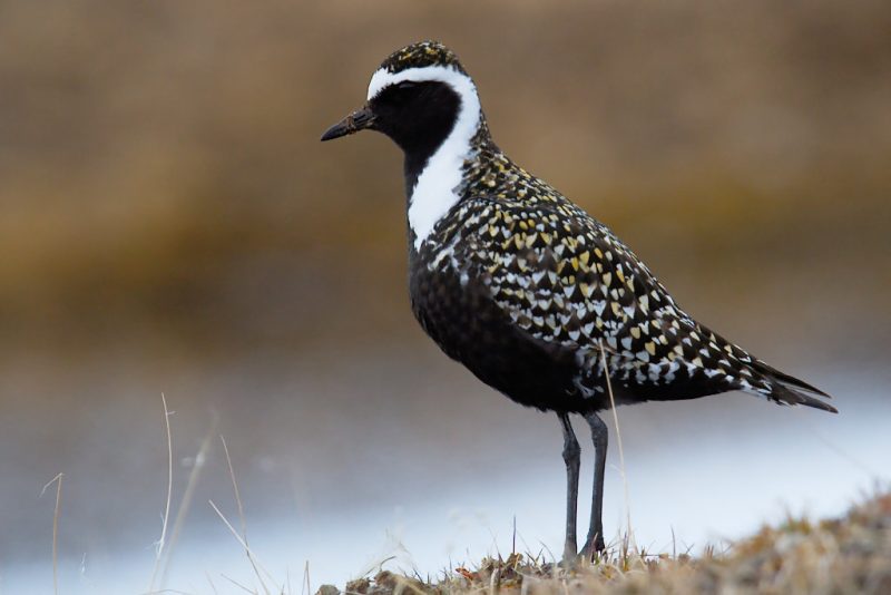Plovers in Florida
