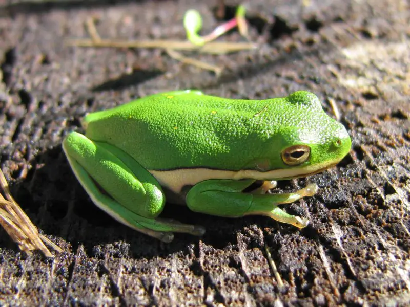 Frogs in Louisiana
