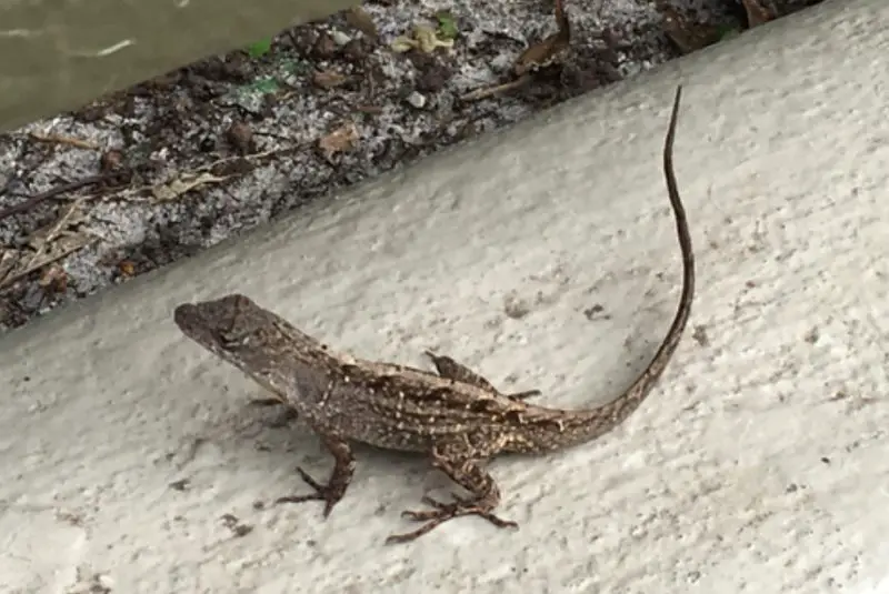 Lizards in Louisiana