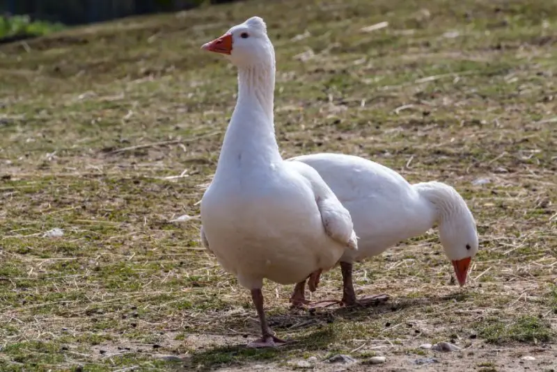 Geese in Alabama