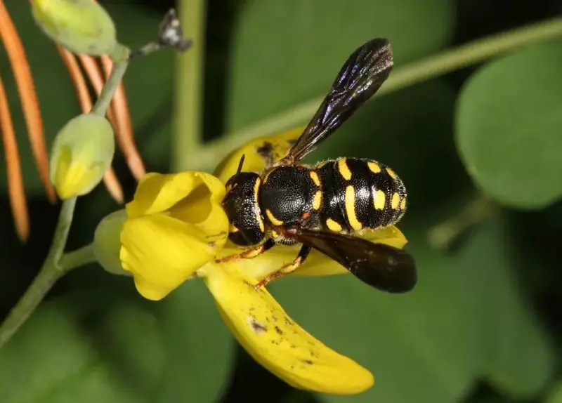 Types of Bees in Florida