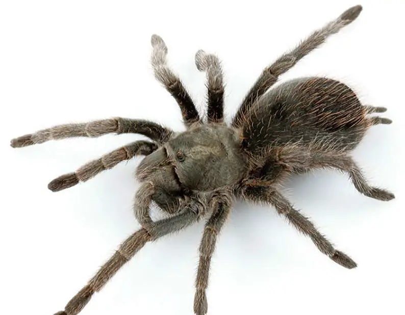 Tarantulas in New Mexico