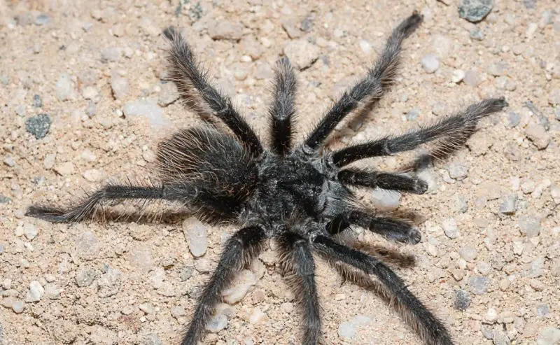 Tarantulas in New Mexico