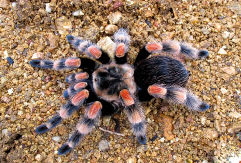 Tarantulas in New Mexico