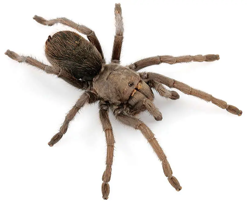 Tarantulas in New Mexico