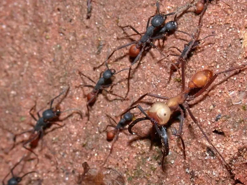 Biting Ants in South Carolina