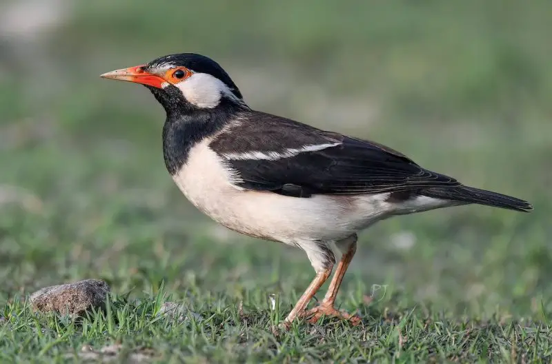 Starlings in Texas