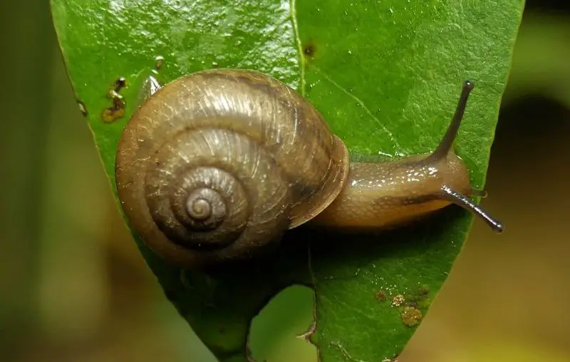 Invasive Snails and Slugs in Hawaiʻi