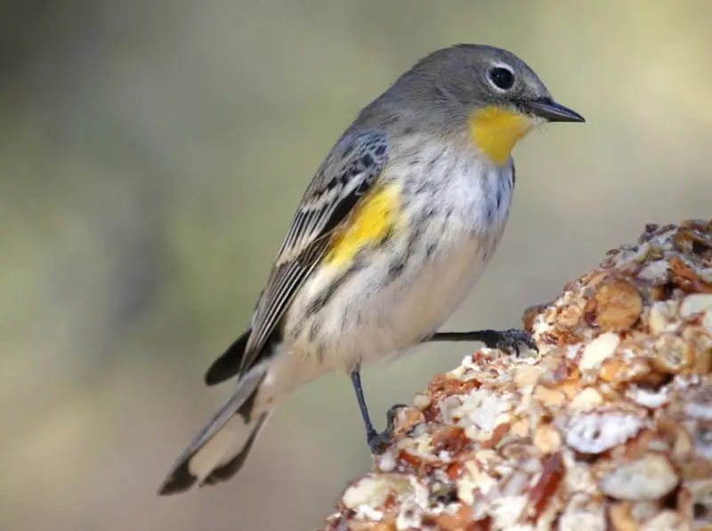 Warblers in Texas