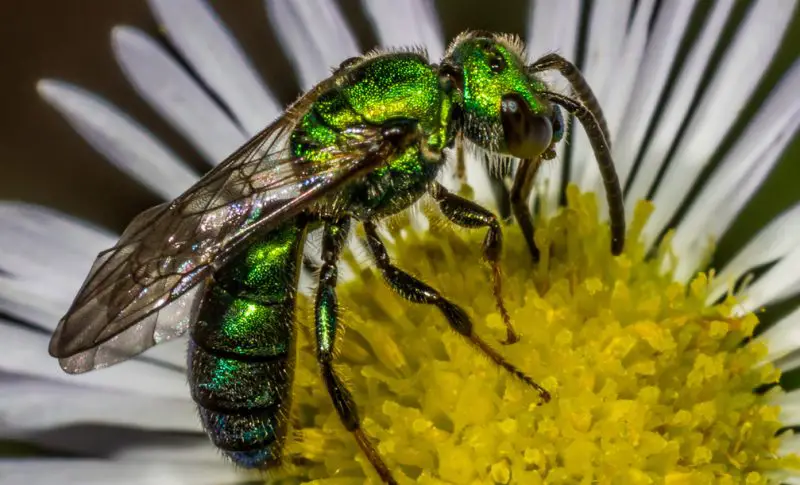 Types of Bees in Florida