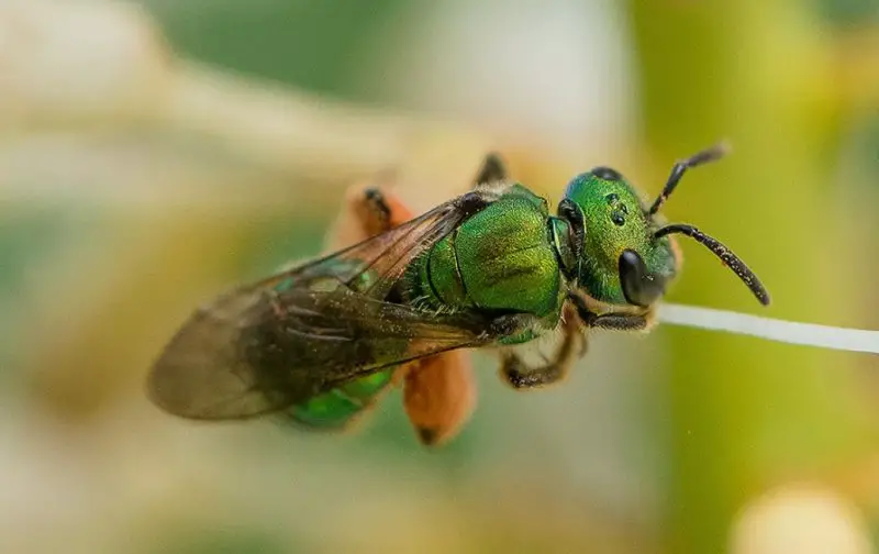 Types of Bees in Florida