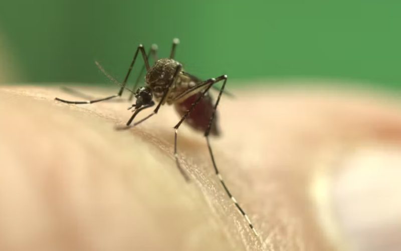 Mosquitoes in Hawaii