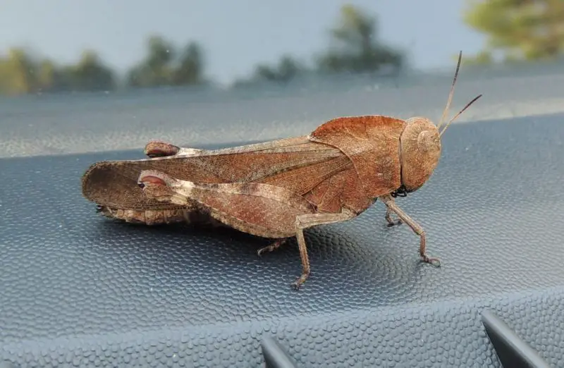 Common Grasshoppers in Arkansas